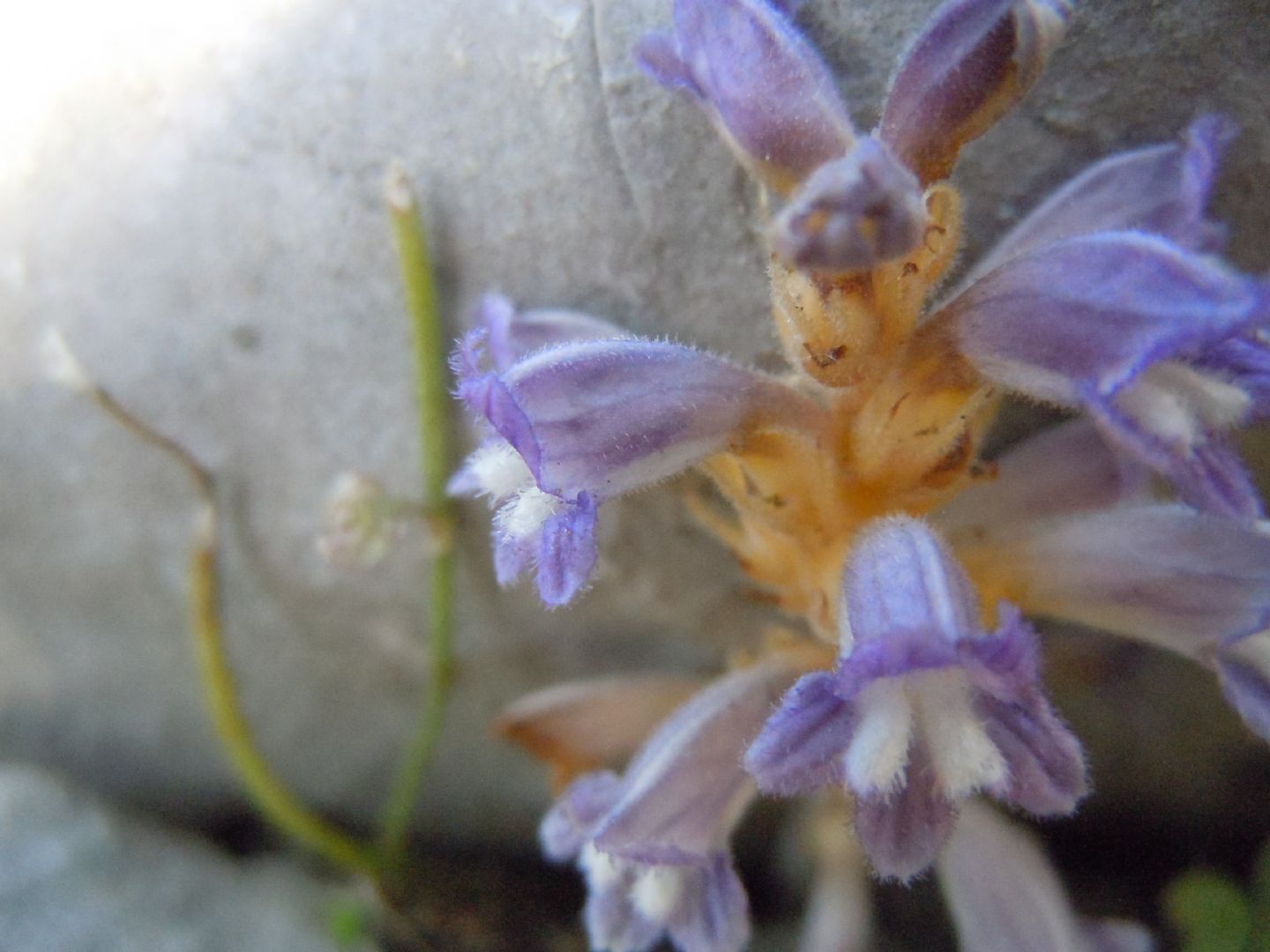 Orobanche (=Phelipanche) nana / Succiamele ramoso